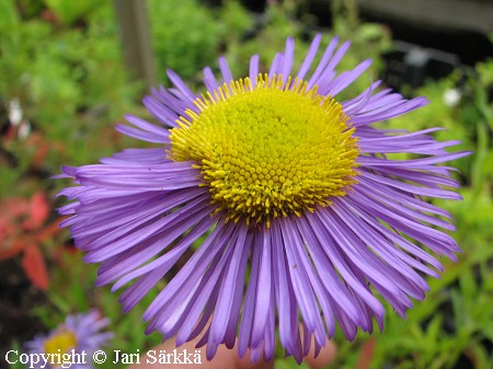 Erigeron Speciosus-Ryhm 'Grandiflorus' jalokallioinen